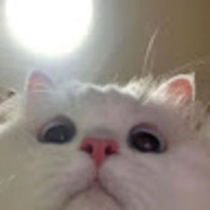 Meet your Posher, Thien